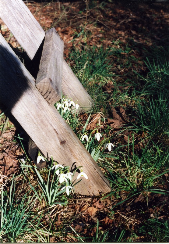 Endlich … es wird Frühling!