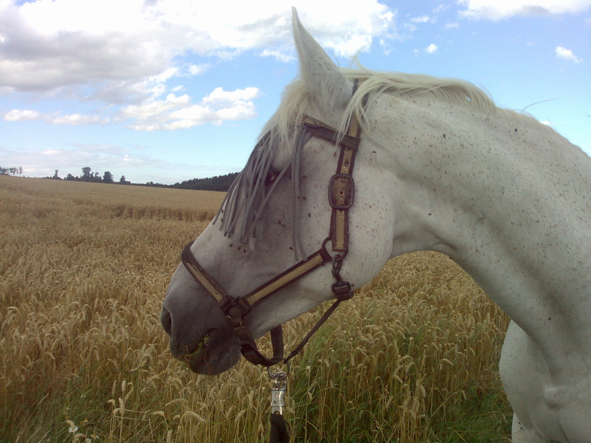 Wer hat das Wort ‚Pfefferoni‘ erfunden?