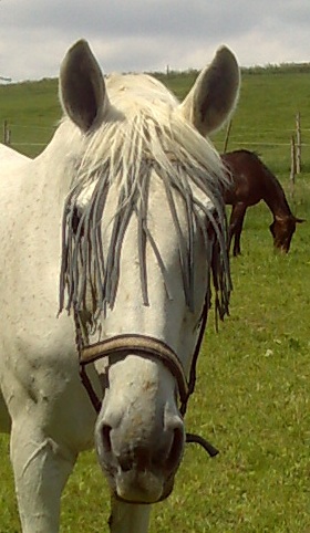 Reiten: Mein Knoblauch-Experiment