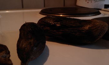 Katersicherung gesucht