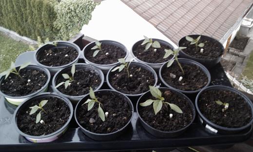 Mehr Platz für meine Pfefferonis