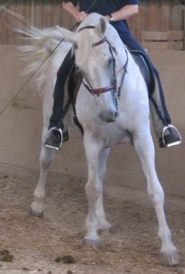 Reiten: Ich springe im Viereck