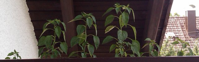 Es grünt so grün …