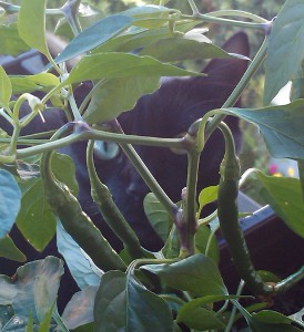 Die Kater verbrennen sich ihre Zungen …