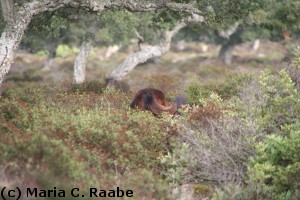 Wildpferde der Giari di Gesturi