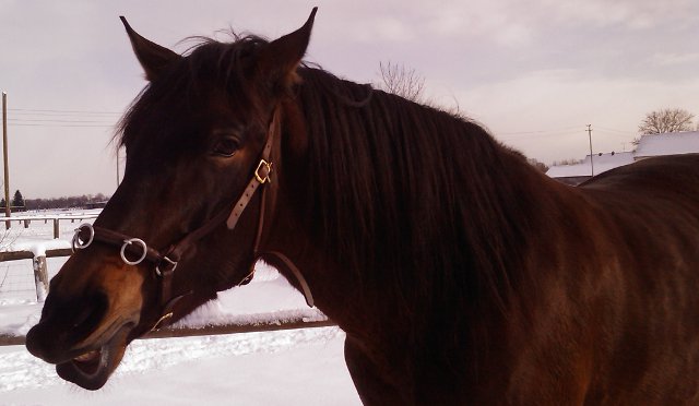Meilensteine und Stutenbissigkeit