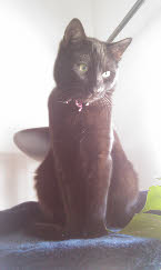 StarTrekKater III – Auf der Suche nach Mr. Spock