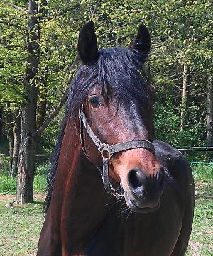 Arktisch kaltes Wasser