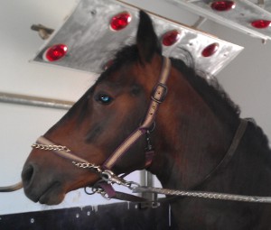 Idee gut, Ausführung schlecht – Control-Halfter von Eskadron