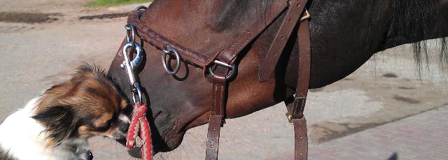 Umzug: Mit dem Pferd von München an den Niederrhein