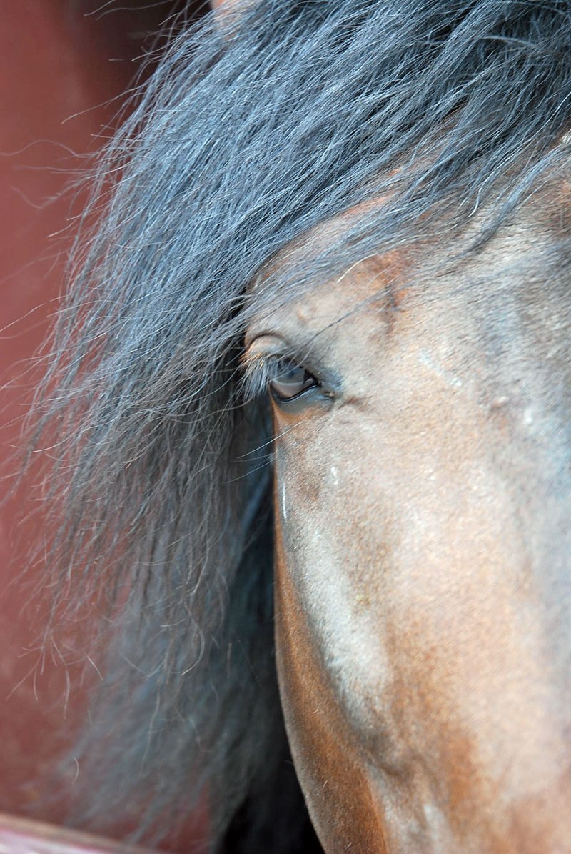 Equidenpass: Schlachtpferd oder Nicht-Schlachtpferd