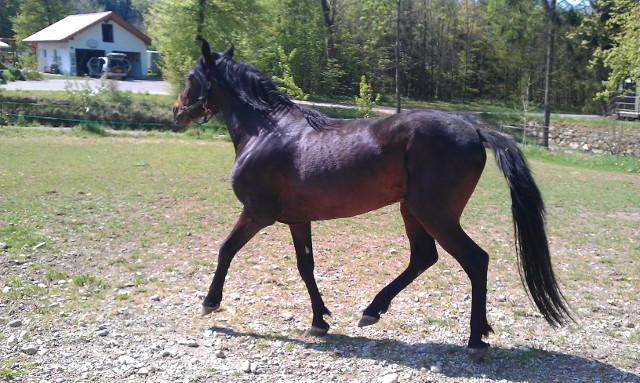 Exterieur: Aus dem Hengst-Baby wird ein Pferd