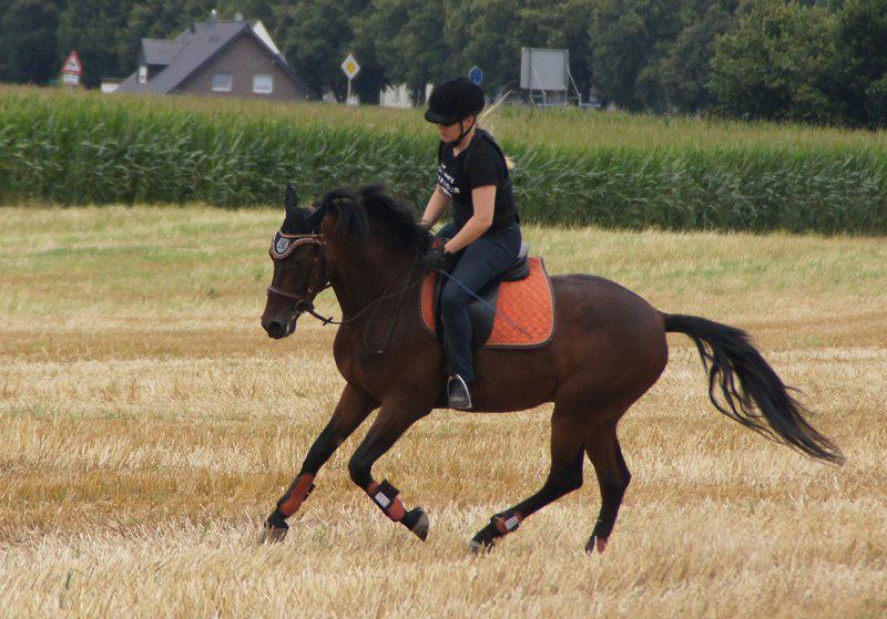 Meilenstein: Stoppelfeld