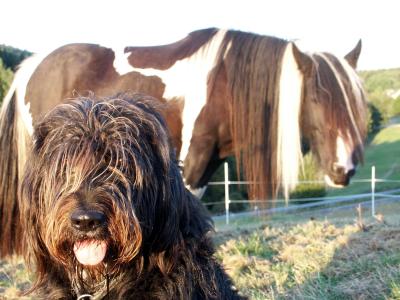 Protest gegen die Einführung einer Pferdesteuer