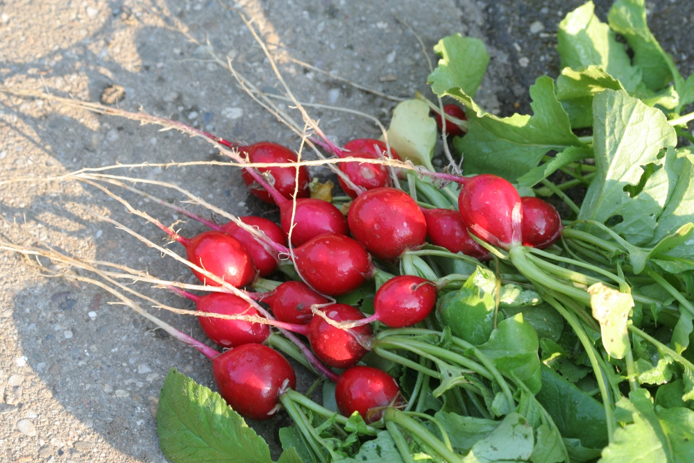Garten: Die erste Ernte