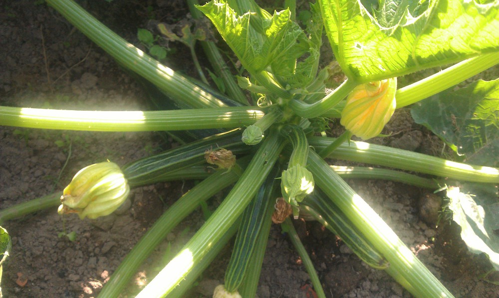 Garten: Kraut vs. Unkraut