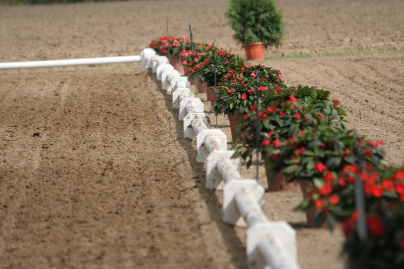 Protokoll einer L-Dressur auf Kandare
