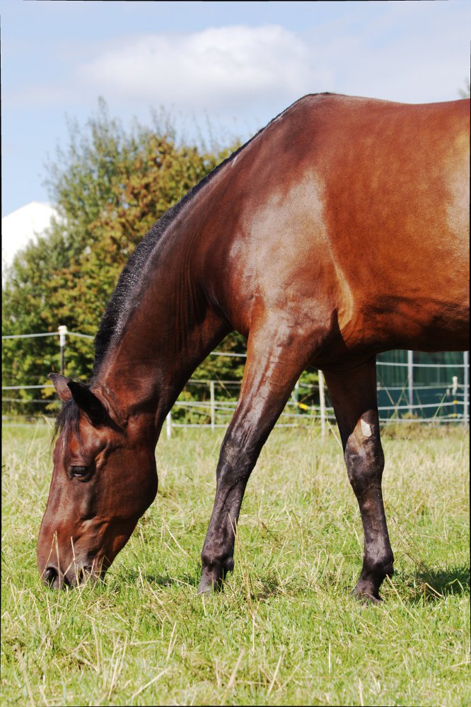 Pseudoallergisch auf Kriebelmücken: Sommerekzem