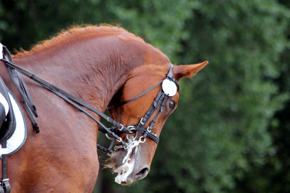 Protokoll einer M-Dressur