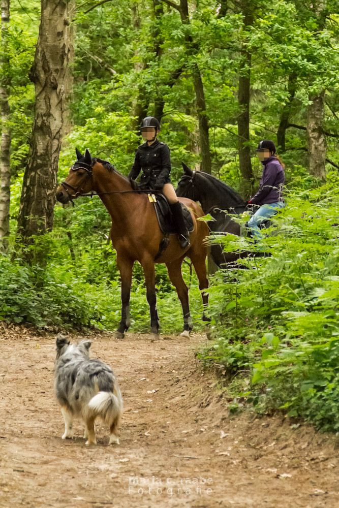 Hund und Pferd – Begegnungen