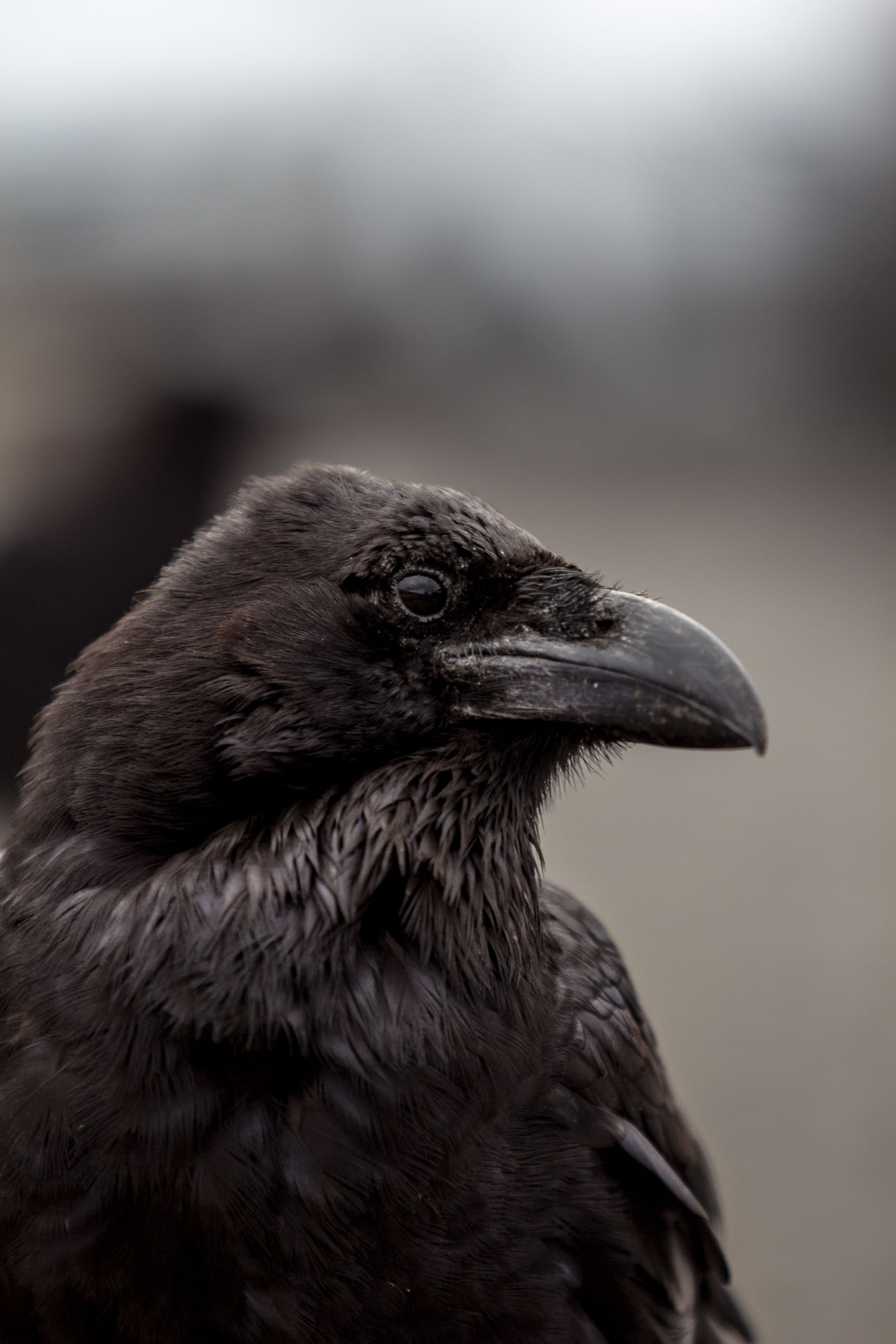 Pfeff mit neuem Pepp? Neustart im neuen Gewand!