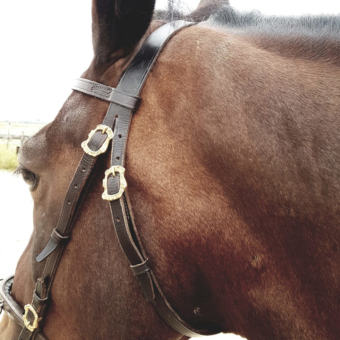 Geschwollene Ohrspeicheldrüsen nach dem Weidegang